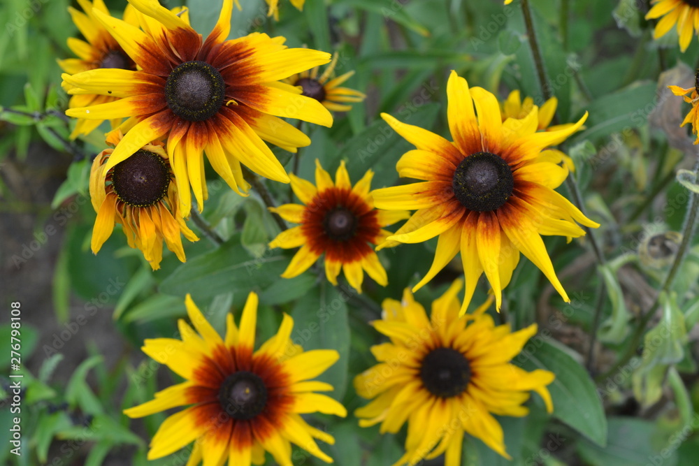 Bright yellow flowers rudbeckia in the garden. Bright yellow flowers rudbeckia in the garden.