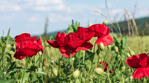 red poppies and blue sky