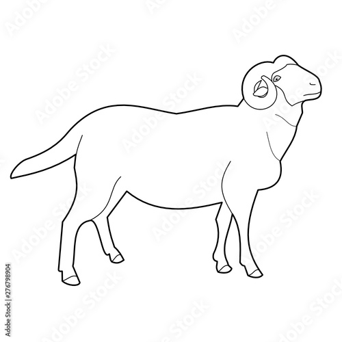Outline vector illustration of an Altai argali