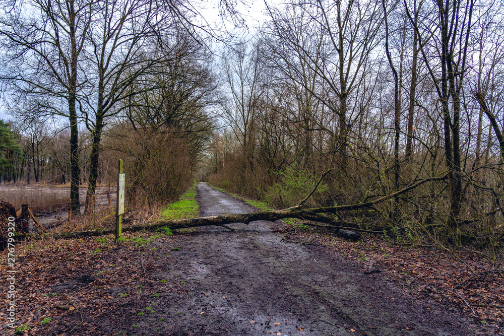 Trees block the forest road after the storm in Germany Trees block the forest road after the storm in Germany