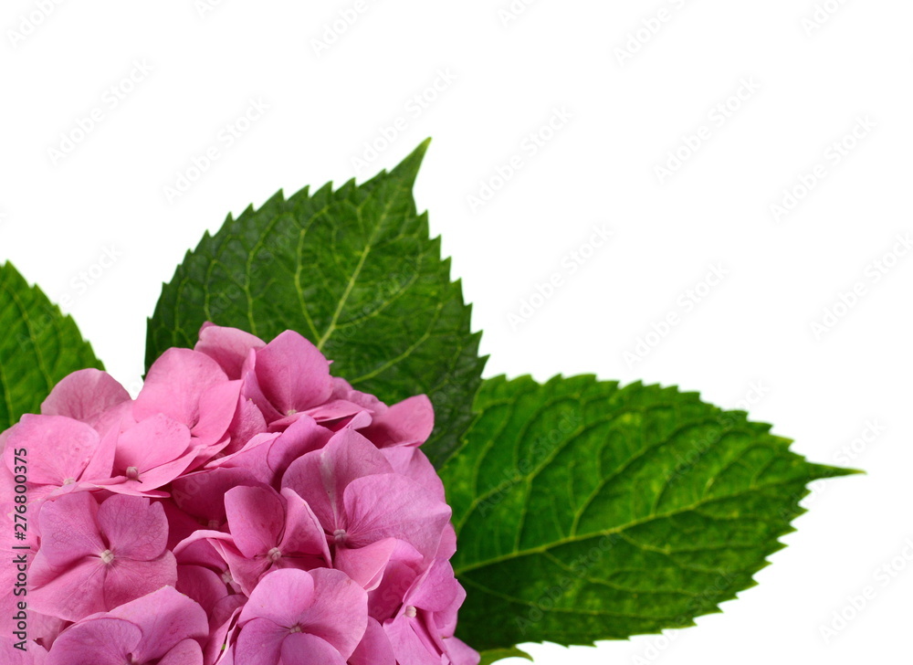 Beautiful pink flower of hydrangea isolated on a white background Beautiful pink flower of hydrangea isolated on a white background
