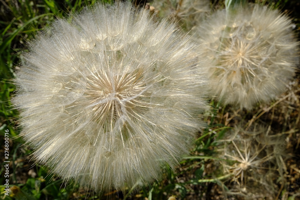 Obraz premium dandelion in focus