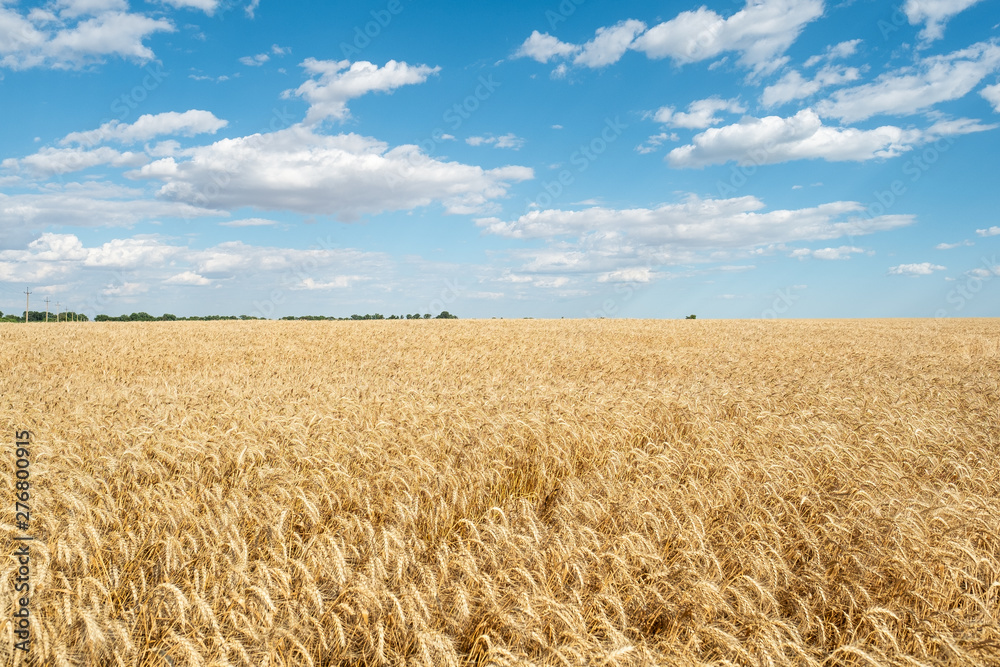 Wheat field straw golden yellow bright day blue sky clouds agriculture Wheat field straw golden yellow bright day blue sky clouds agriculture