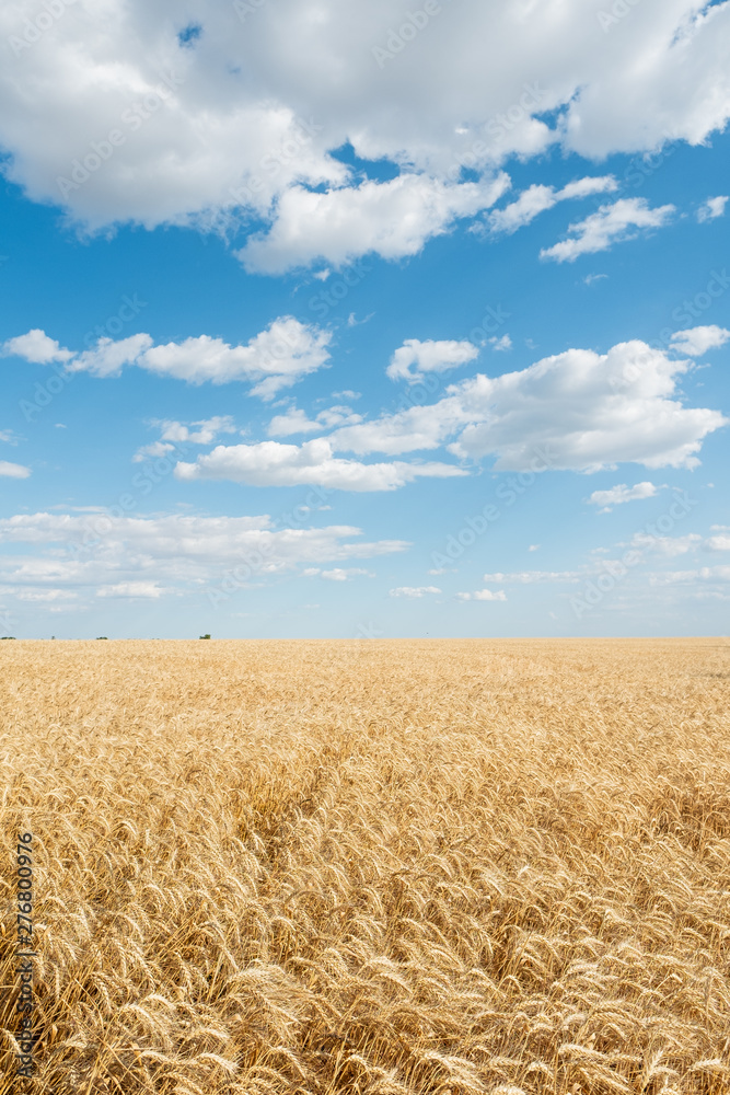Wheat field straw golden yellow bright day blue sky clouds agriculture 