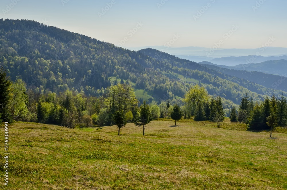 Beautiful mountain spring landscape. Green trees on the glade in the Polish mountains.
