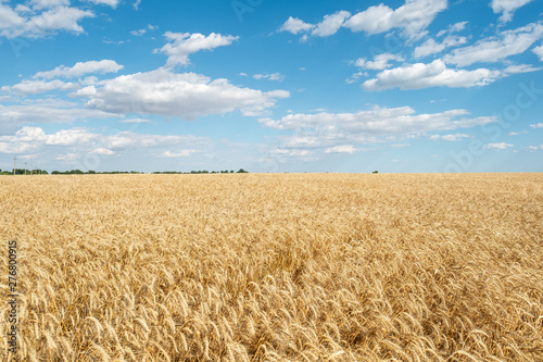 Wheat field straw golden yellow bright day blue sky clouds agriculture 