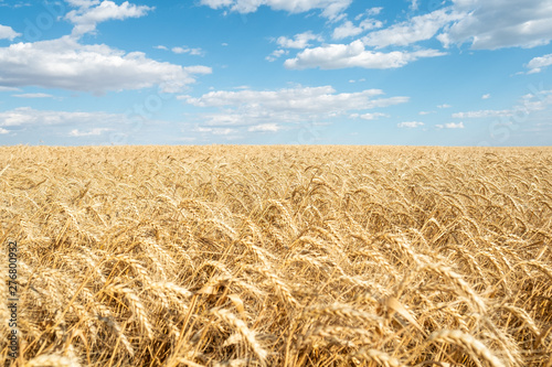 Wheat field straw golden yellow bright day blue sky agriculture close up