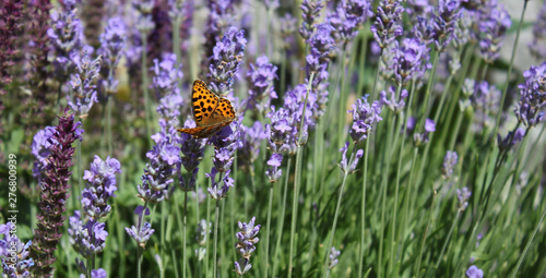 Butterfly in lavender ocean