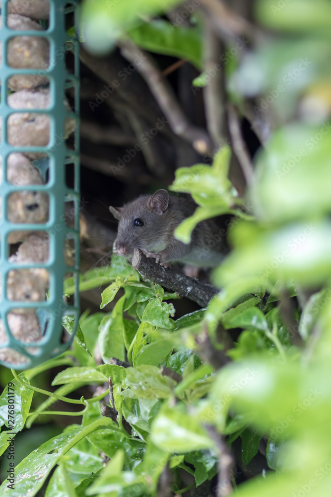 Cute young rat. Vermin garden pest approaching garden bird feeder. Cute young rat. Vermin garden pest approaching garden bird feeder.