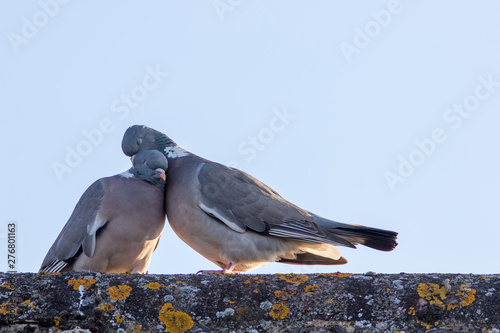 Animals in love. Breeding pair of birds preening with affection.