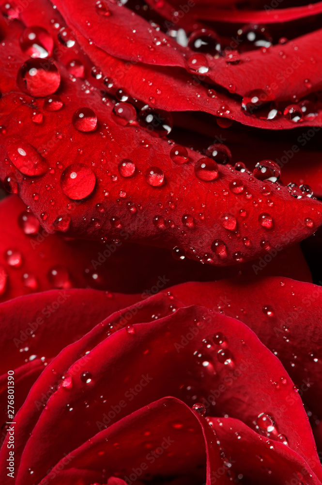 Red rose bud with water drops on petals, macro shot of flower, nature abstraction, selective focus