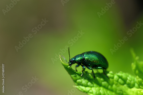 Ein kleiner grüner schillernder Käfer vor grünem Hintergrund auf einem Blatt