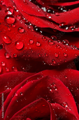 Red rose bud with water drops on petals, macro shot of flower, nature abstraction, selective focus
