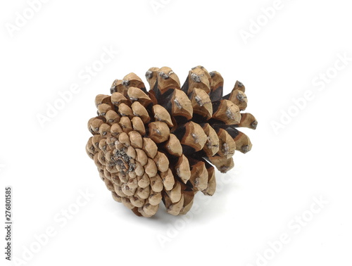 Brown pine cones isolated on white background. 