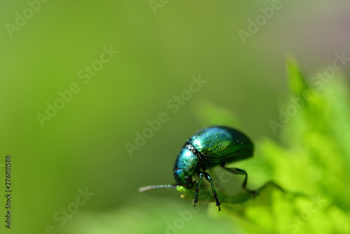 Ein kleiner grüner schillernder Käfer vor grünem Hintergrund auf einem Blatt