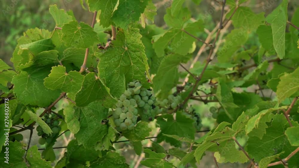 women's hands leaves grape harvest women's hands leaves grape harvest
