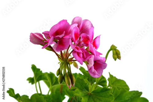 Pink Geranium Pelargonium Flowers isolated on white.