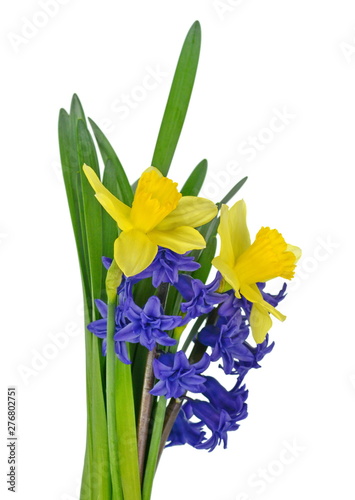 Spring bouquet of flowers isolated on white background. Blue Hyacinth flower bouquet, Hyacinthus orientalis and Yellow daffodil.