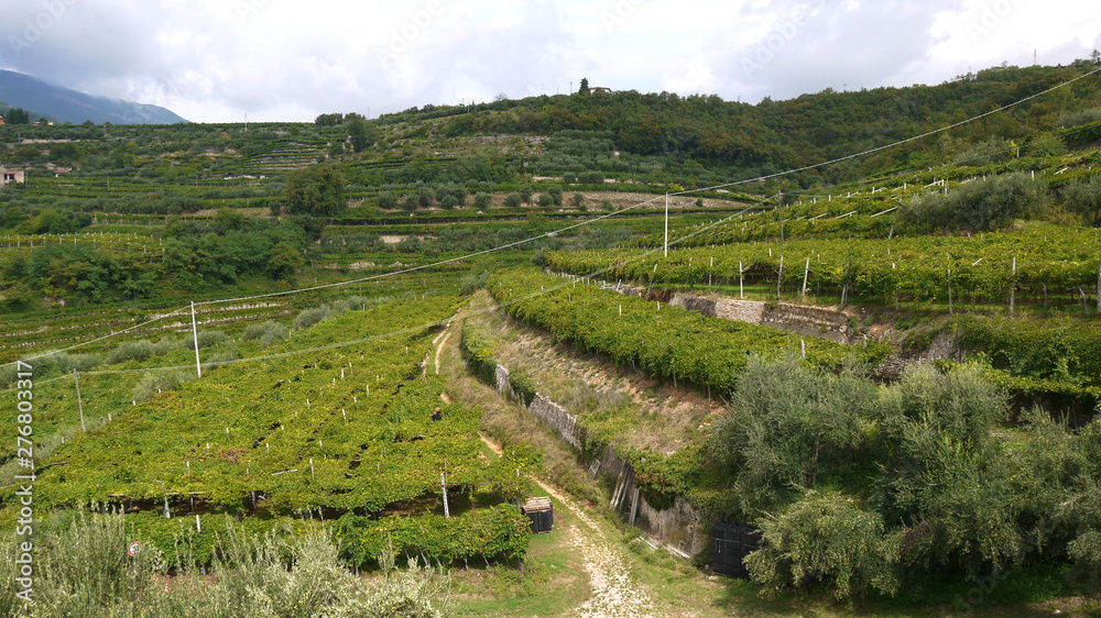 Weinanbau Italien