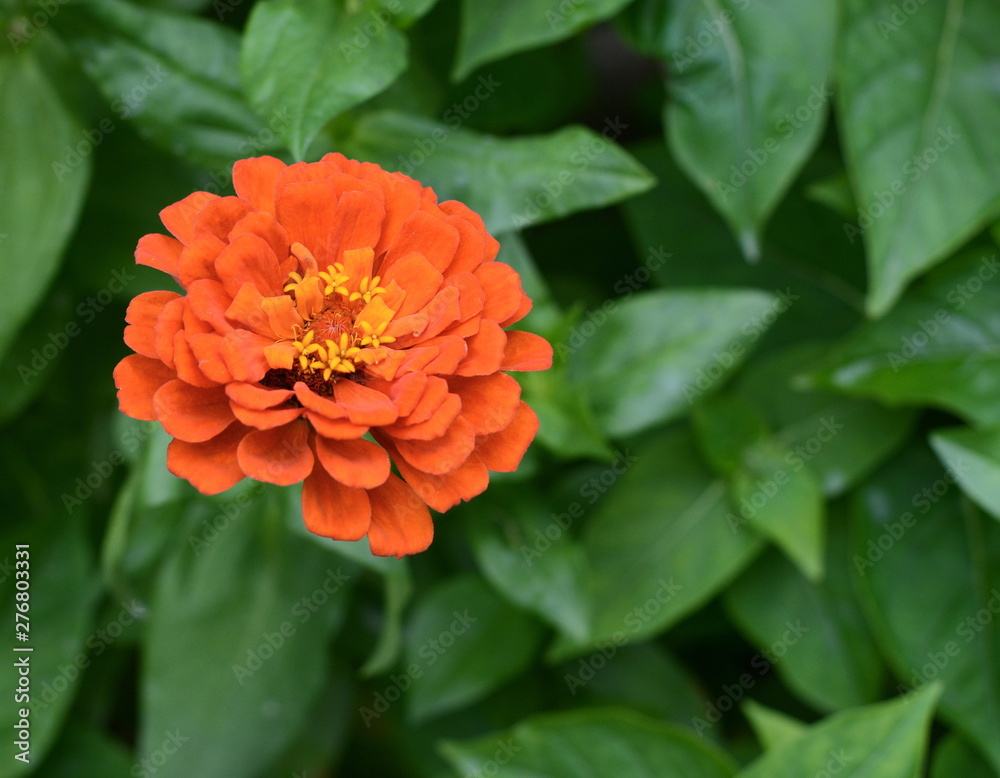 Common Zinnia (Zinnia elegans) in the garden. Common Zinnia (Zinnia elegans) in the garden.