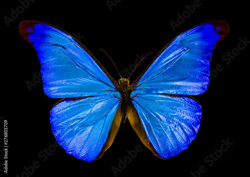 butterfly morpho rhetenor on black background