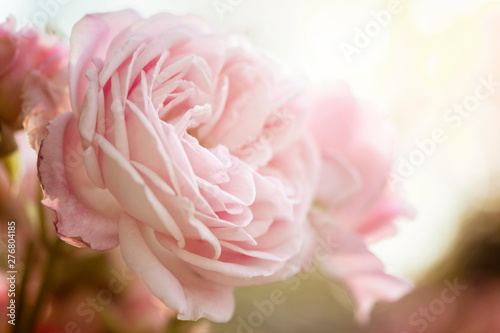 Rosen in pink, Hintergrund