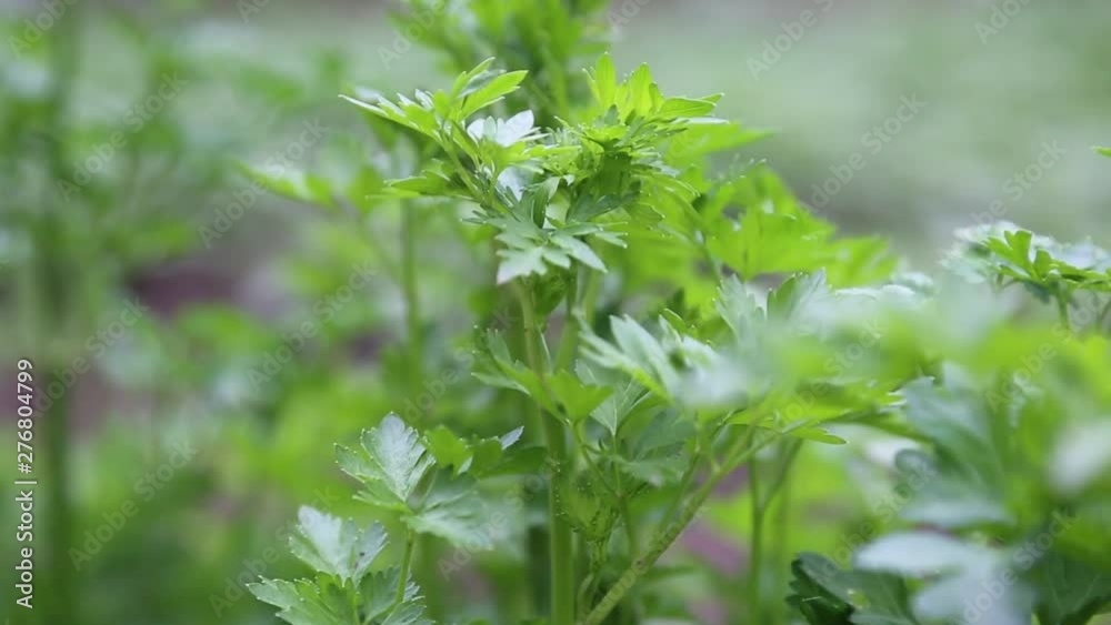 Parsley Leaves of intense green color are moved by the wind that makes them swing. Close-up and selective focus. Parsley Leaves of intense green color are moved by the wind that makes them swing. Close-up and selective focus.