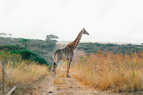 A Giraffe in Africa