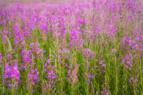 Bright purple flowers in the summer field
