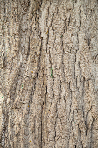 Textured rough bark of a large tree