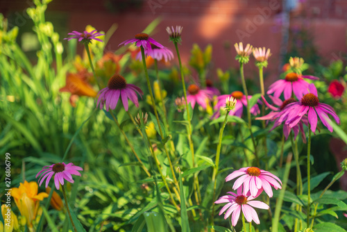 Cone flowers in a garden field in the summer © Amy Buxton