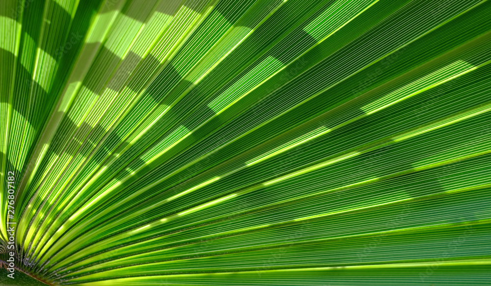 Fototapeta premium Detail of a palm tree leaf - fan like pattern of a lush green leaf, backlit, with shadows.