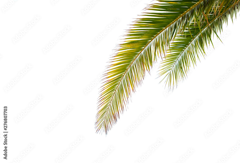 Palm tree leaves isolated on white background, large empty copy space.
