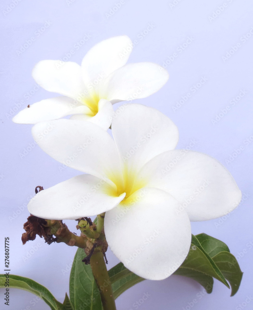 flowers isolated on white background flowers isolated on white background
