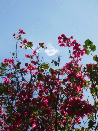 Branches with flowers © misel