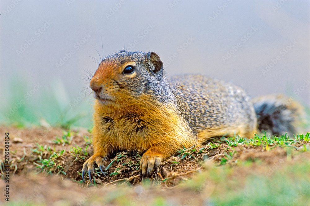 Columbian Ground Squirrel laying in grass at den site Columbian Ground Squirrel laying in grass at den site