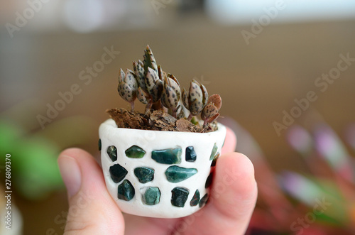 Mother of Thousands pups, baby plantlets in handmade ceramic pot. Miniature terrarium decoration with a collection of healing crystals. Aqua, Ametrine, Clear Quartz, and Fluorite. Beautiful colors photo