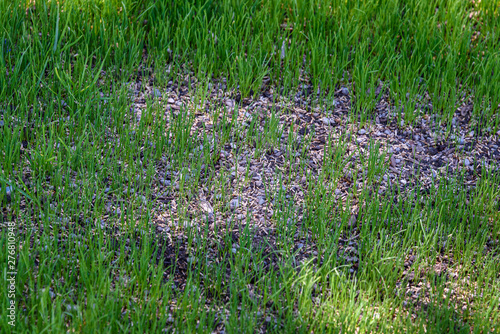 Close up of reseeded lawn to repair it, with new grass growing, seed and pebble mixture photo
