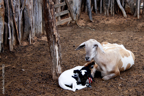 goat care 