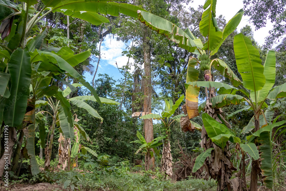 Green Banana tree in the rainforest of Amazon River basin in South
