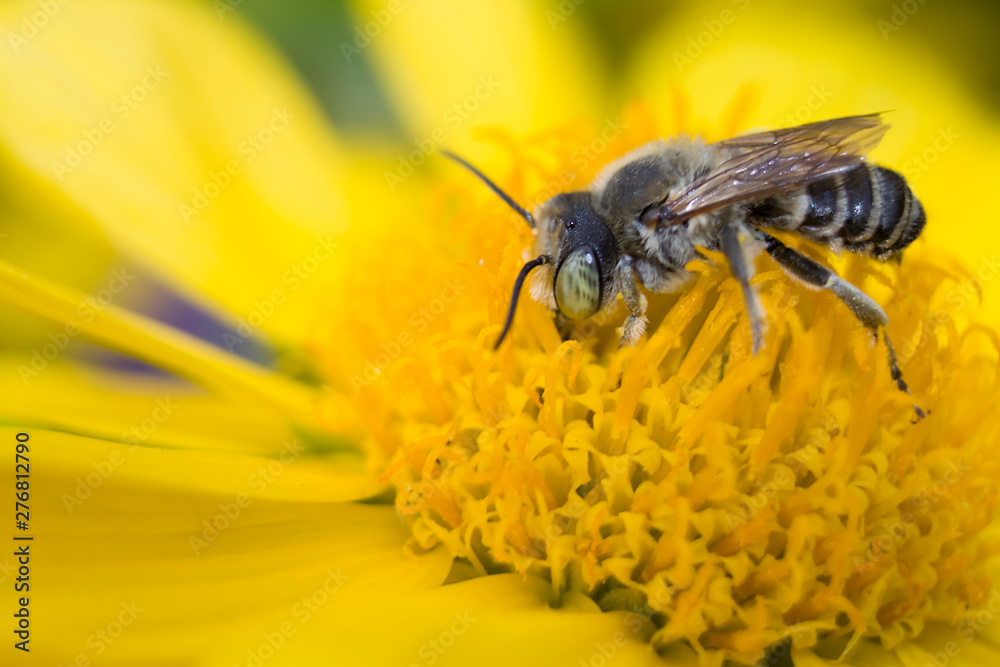 gray striped bee on a yellow flower drinking nectar and collecting pollen gray striped bee on a yellow flower drinking nectar and collecting pollen