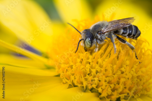 gray striped bee on a yellow flower drinking nectar and collecting pollen