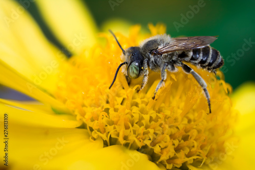 gray striped bee on a yellow flower drinking nectar and collecting pollen © Litana