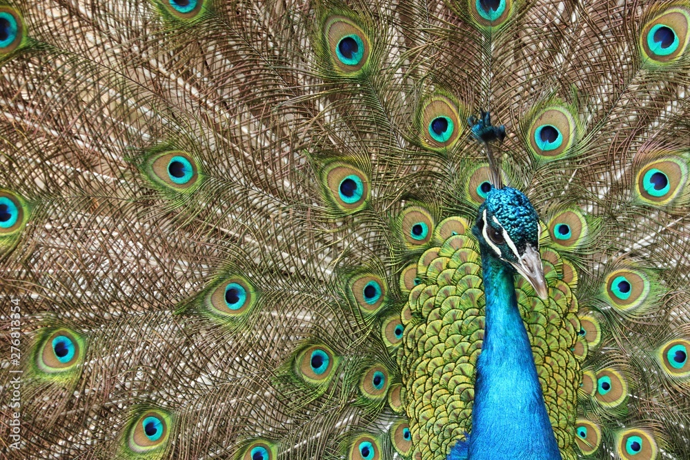 Obraz premium Pfau 2