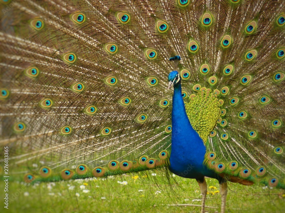 Obraz premium Stolzer Pfau