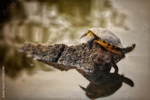 Schildkröte oder Chillkröte?