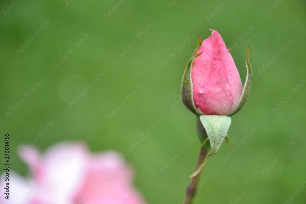 Fototapeta premium pink rose bud