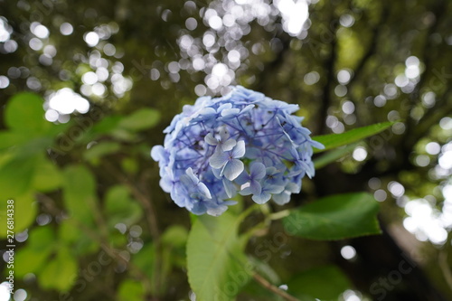 hydrangea