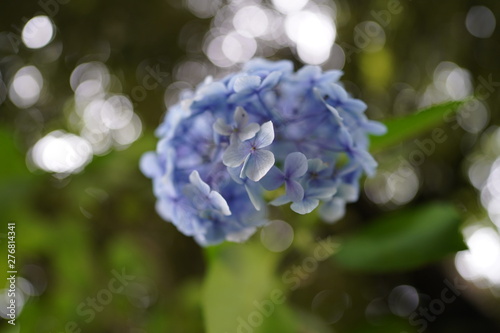 hydrangea