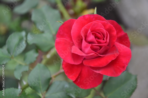 Red Rose